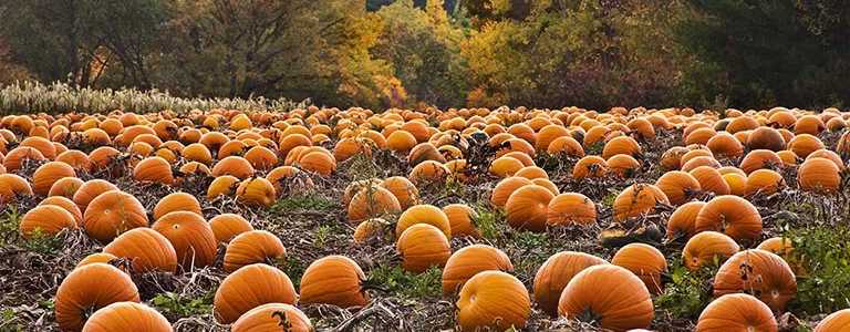 Field of pumpkins ready for harvest