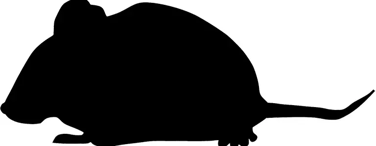 tRat: New modular RAT appears in multiple email campaigns